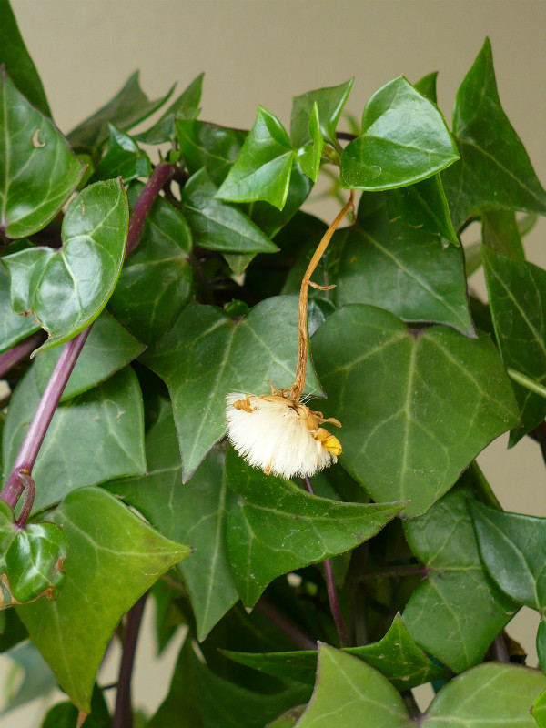 P1080306.JPG