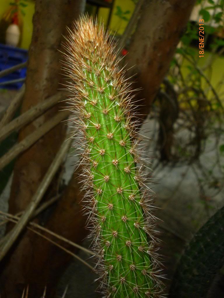 P1080406_zps95c76df8.jpg