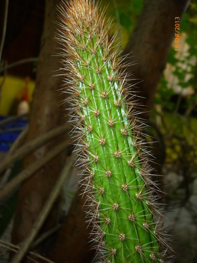 P1080409_zps1bf43abc.jpg