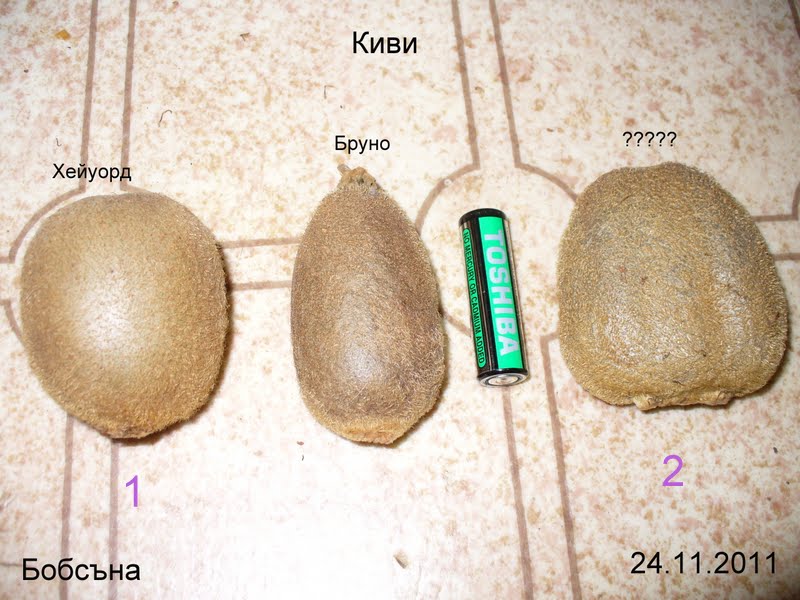 P1080515.JPG
