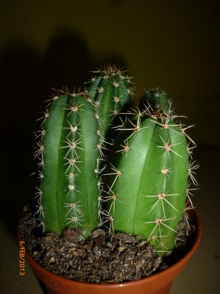 P1080560_zps6654e9de.jpg