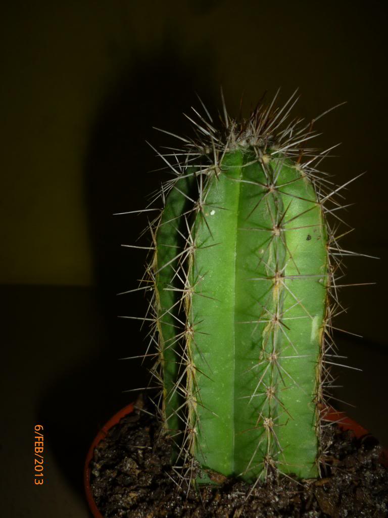 P1080573_zps5c5fdf57.jpg