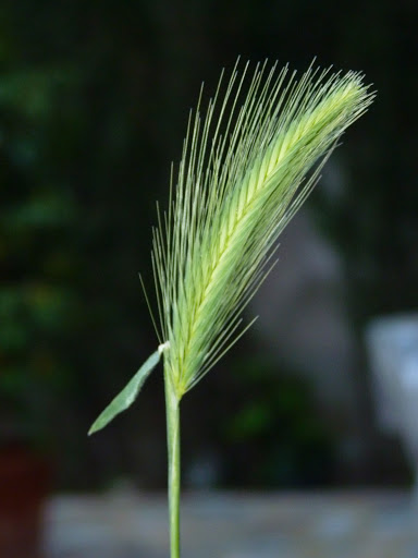 P1080615.JPG