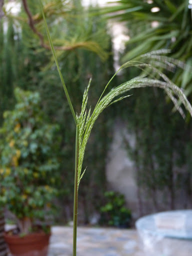 P1080616.JPG
