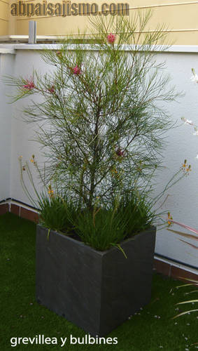 P1090058grevillea_y_bulbines.jpg
