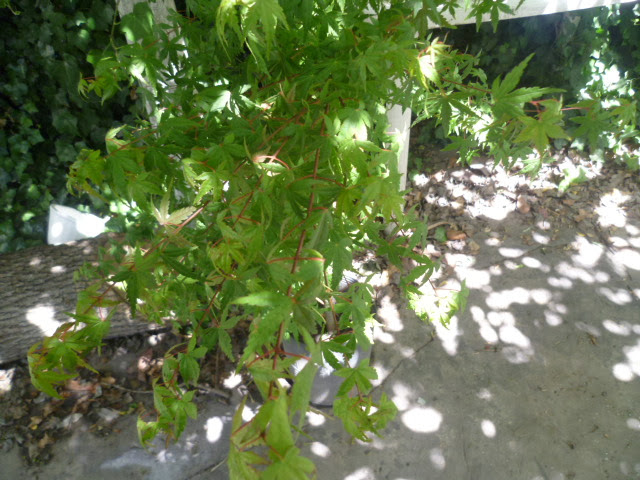 P1090257.JPG
