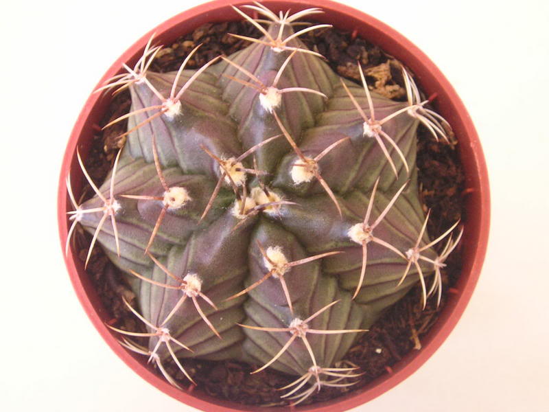 P10f10009_2.jpg
