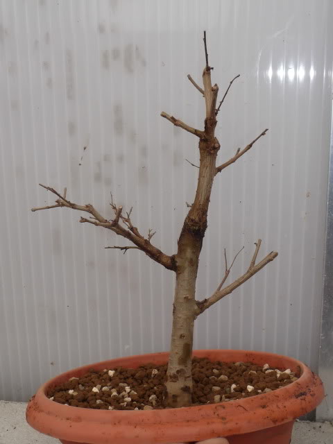 P1100130.jpg