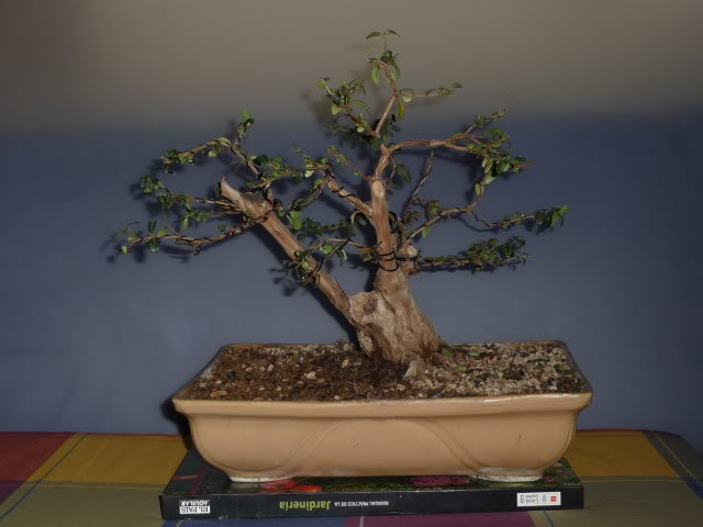 P1100140.jpg