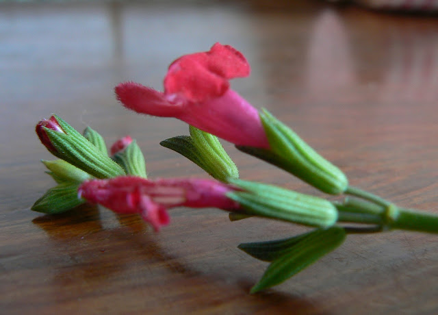 P1110475.jpg
