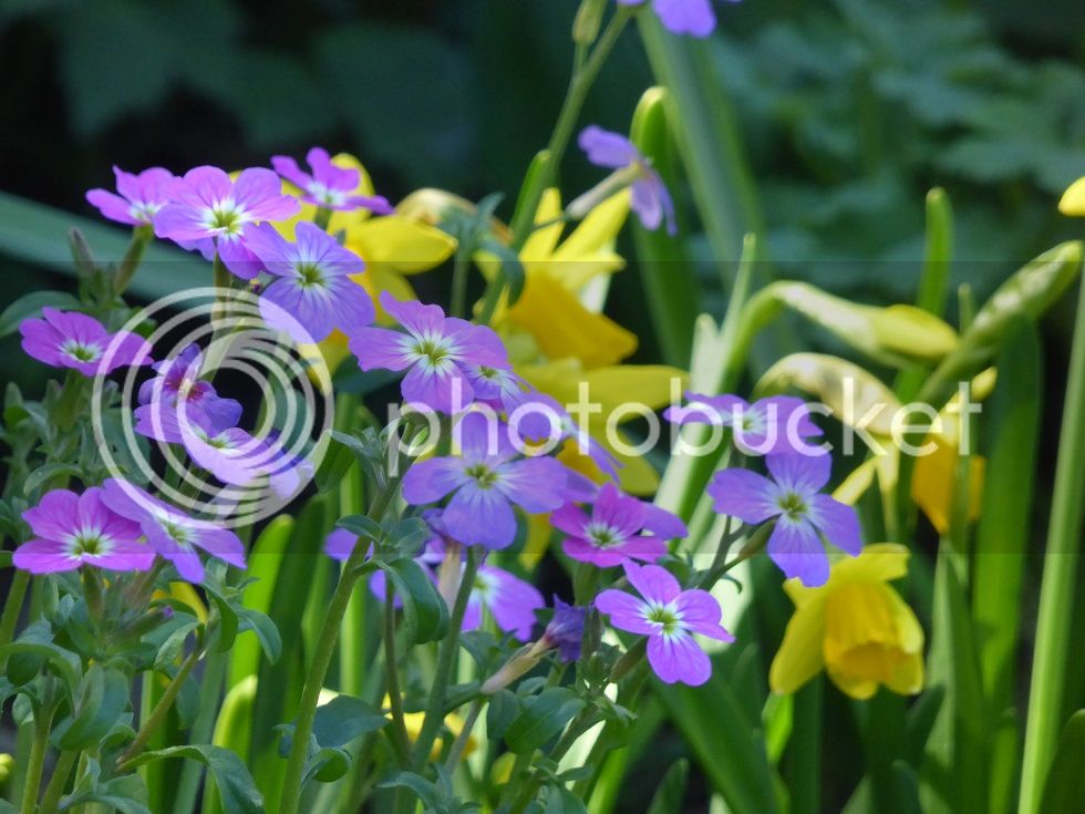 P1120251_zps5a3uwu0x.jpg