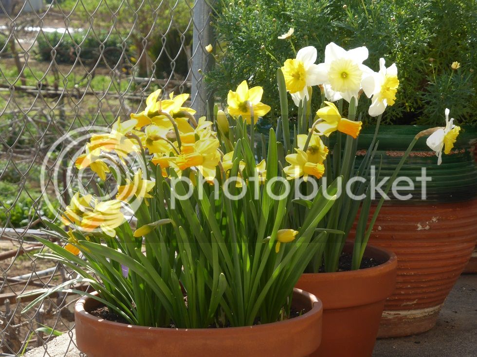 P1120318_zpsefhiah4m.jpg