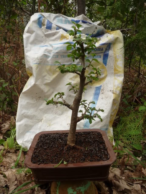 P1140200.jpg