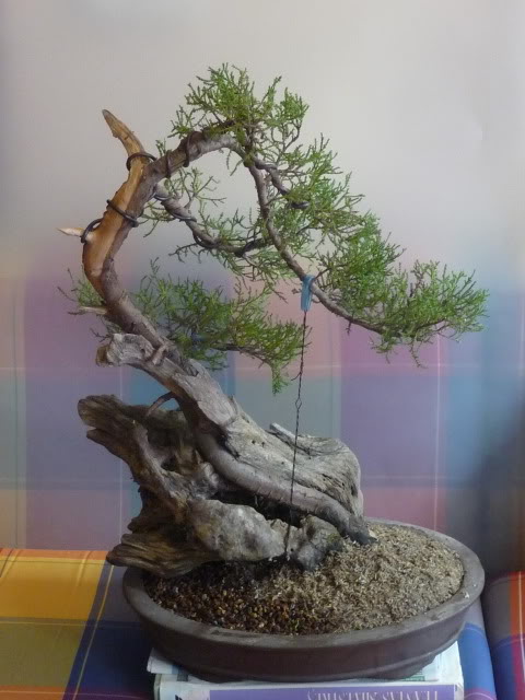 P1140236.jpg