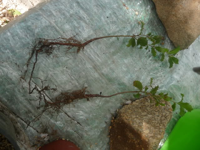 P1160833.jpg