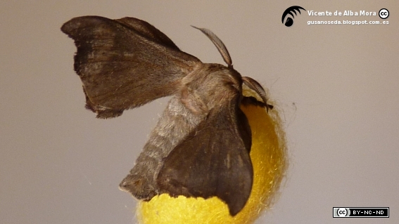 P1180819b.jpg