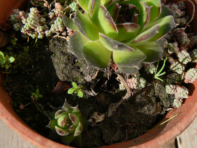 P1230397.jpg
