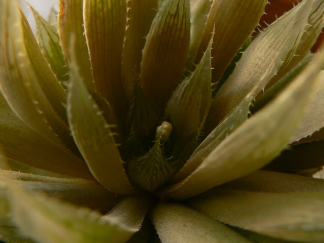 P1250544reduc.JPG