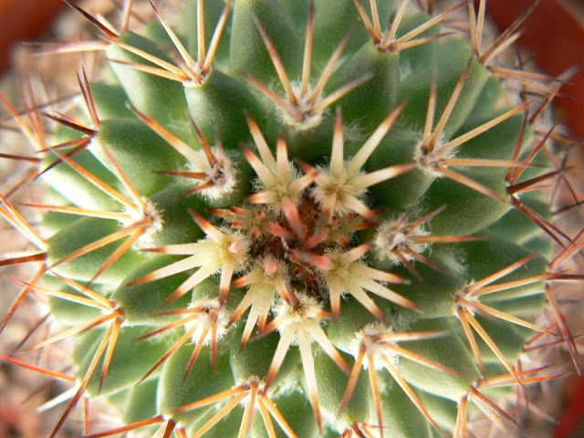 P1250588red.JPG