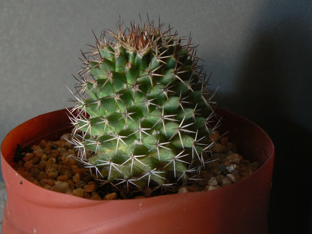 P1250698red.JPG