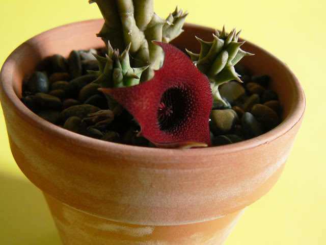 P1250748red.jpg