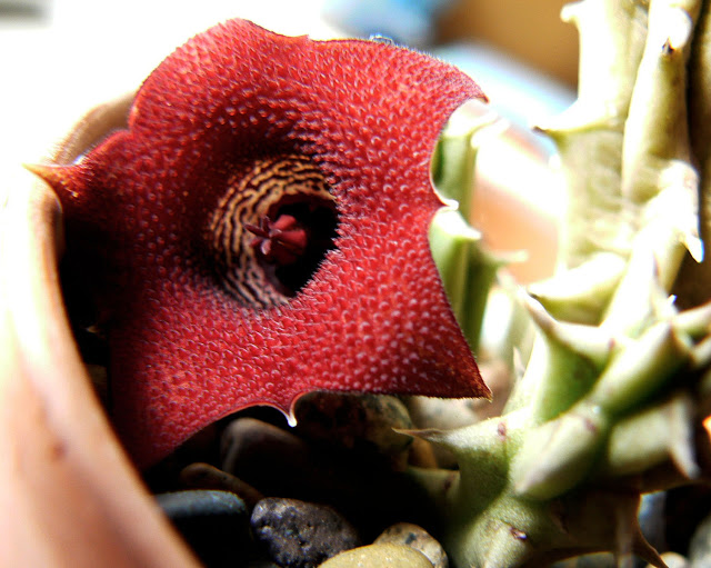P1250750red.jpg