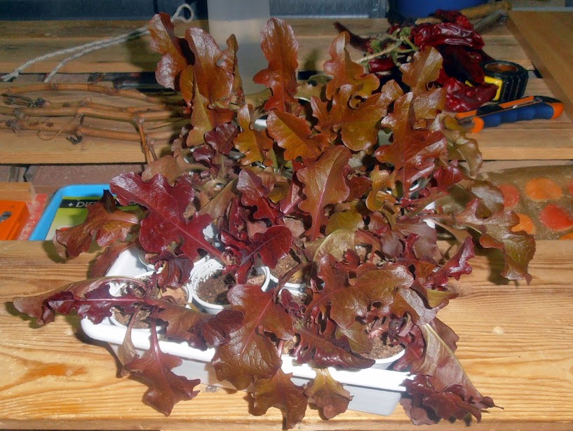 P1260001.JPG