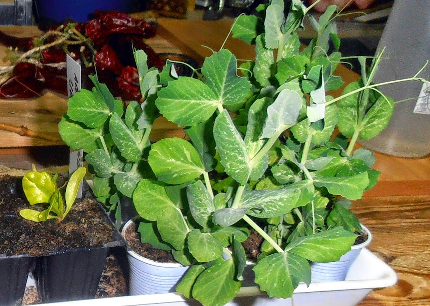P1260009.JPG