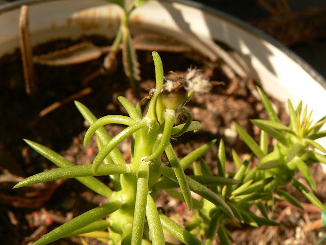 P1260075.JPG