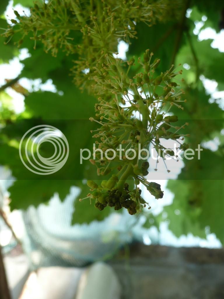 P1260810_zps4dd07375.jpg