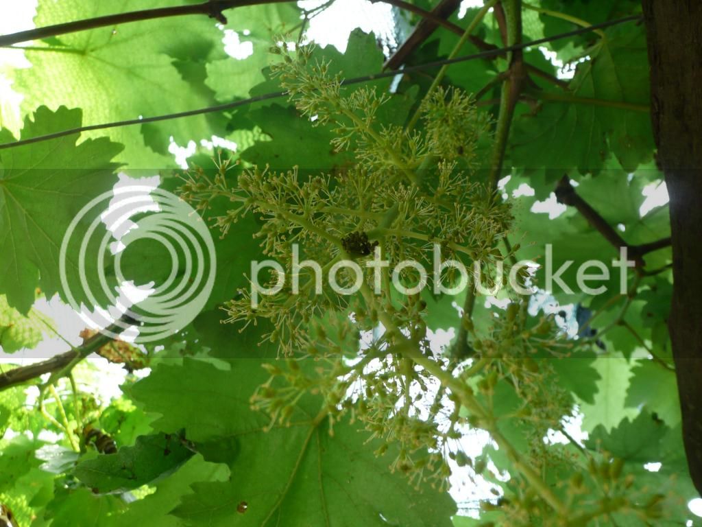 P1260812_zps9a778ac7.jpg