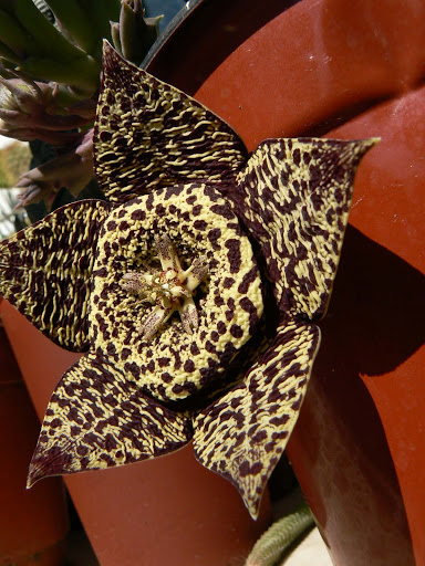 P1270370red.jpg