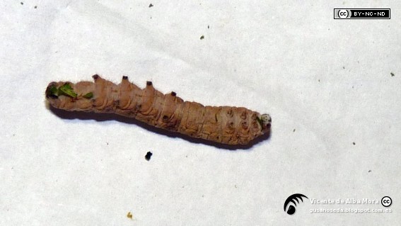P1290973c.jpg