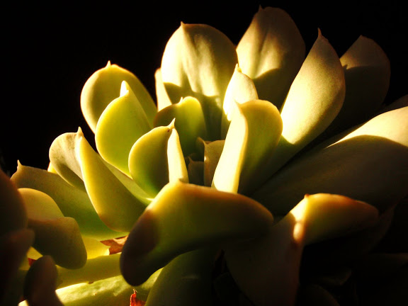 P1292432.JPG