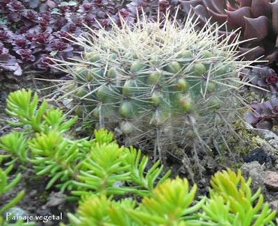 P1310719+cactus+y+suculentas.JPG