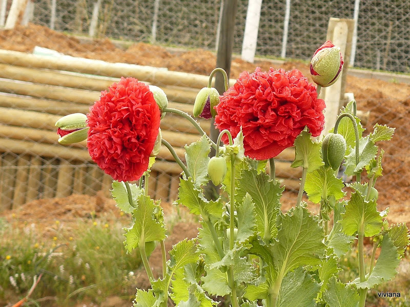 P1330095.JPG