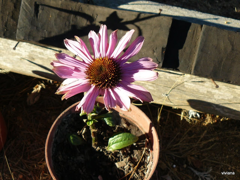 P1350175.JPG