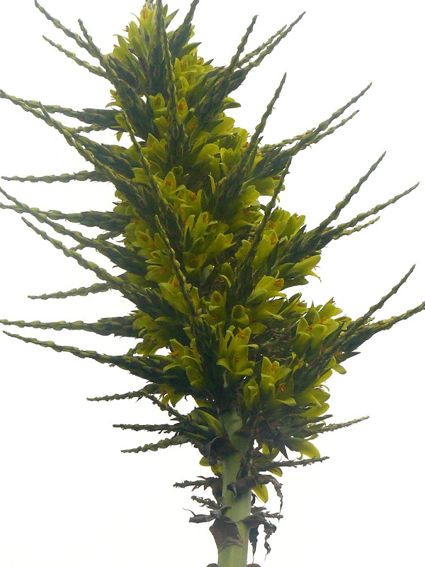 P1360386.JPG
