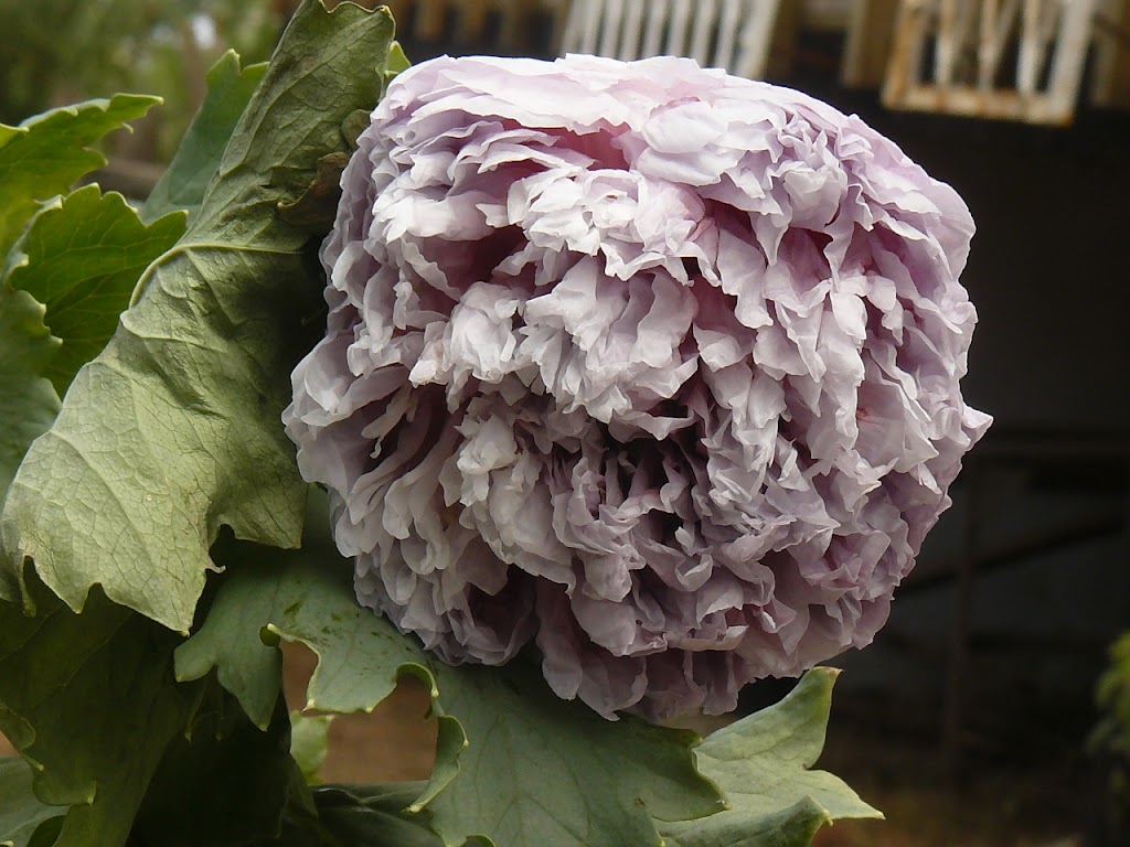 P1380353.JPG