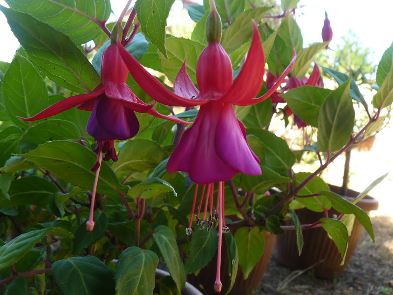 P1390155.JPG