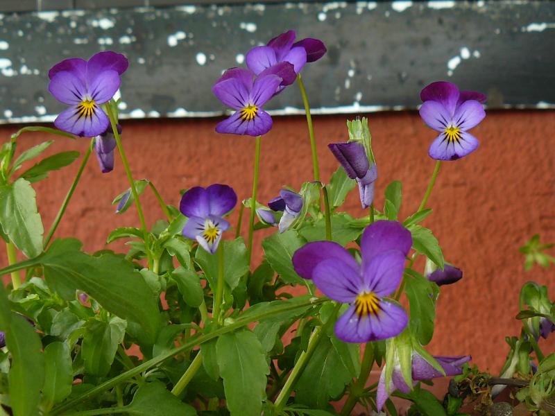 P1390273%2520%25281%2529.JPG