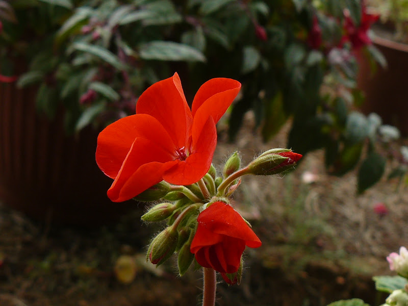P1390419.JPG