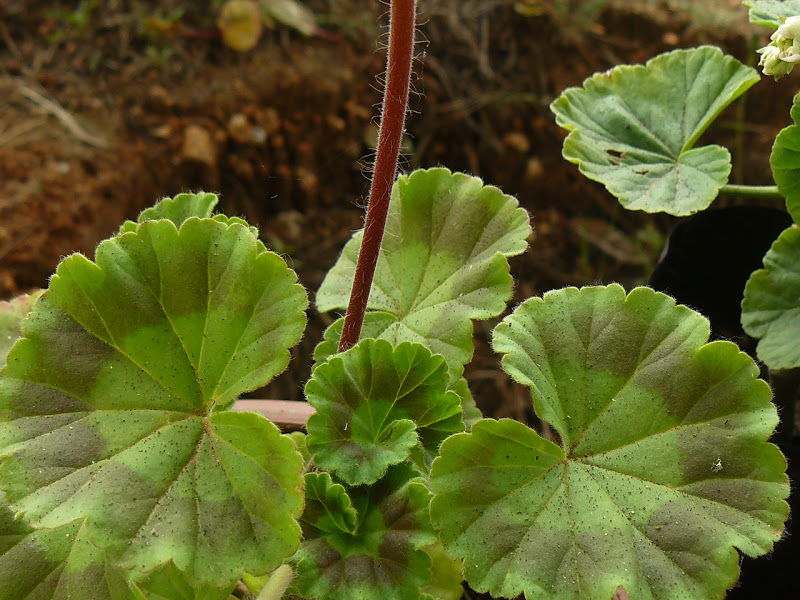 P1390420.JPG