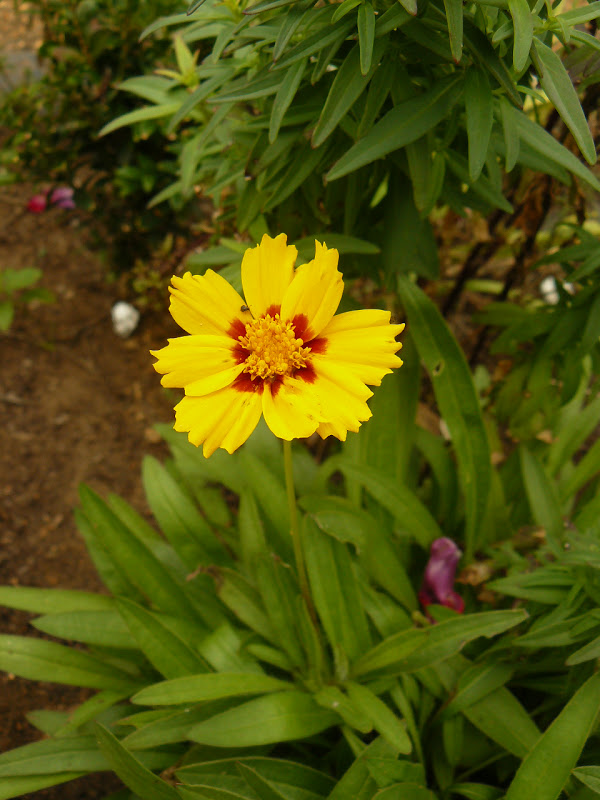 P1390527.JPG