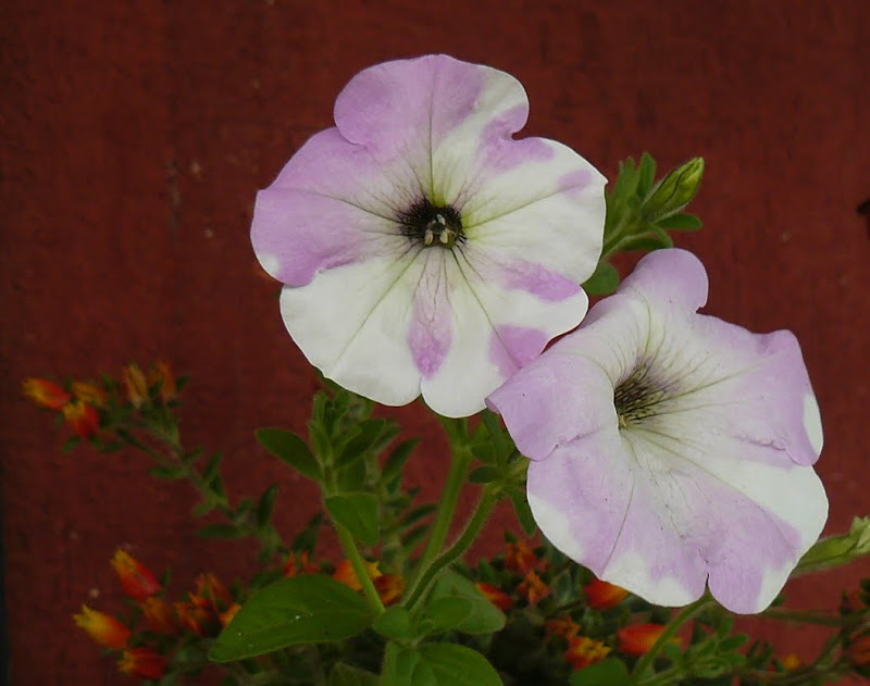P1390561.JPG