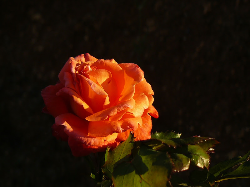 P1390565.JPG