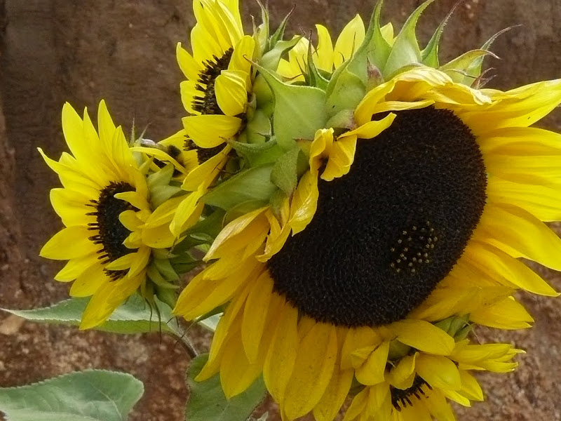P1390601.JPG