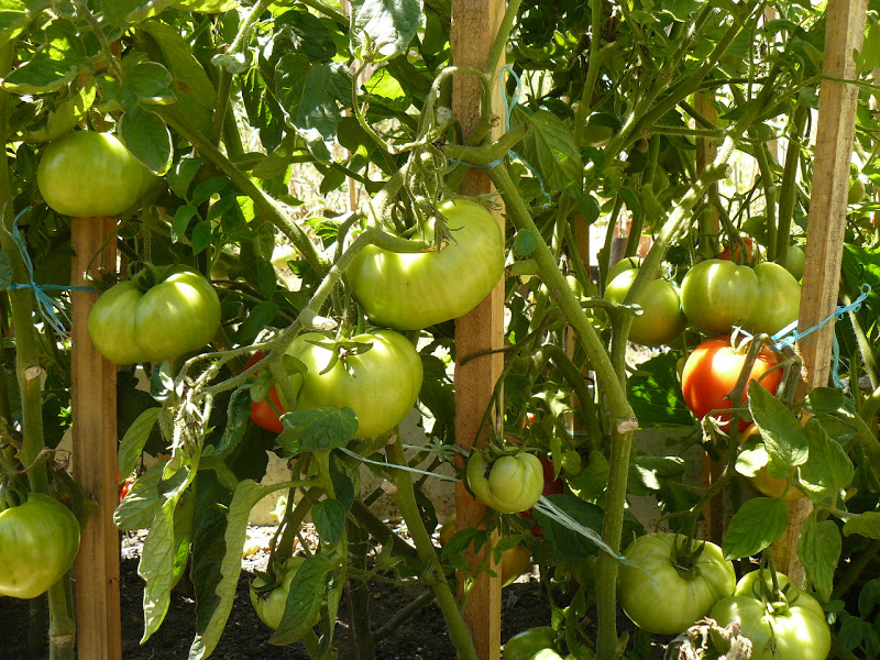 P1390734.JPG