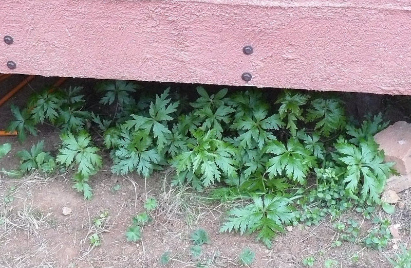 P1390999.JPG