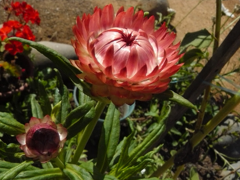 P1400028.JPG